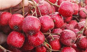 2023健身市场现状及前景分析(图6)